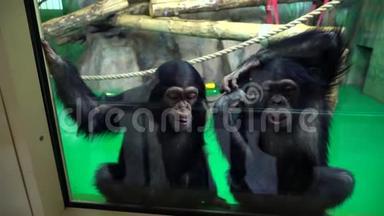 动物园的猴子。 动物园里的黑猩猩。 一个孩子在动物园和一只黑猩猩玩耍。